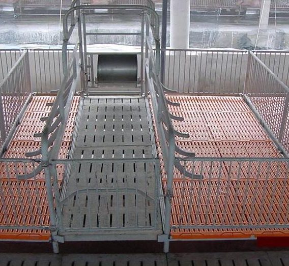 chuồng heo nái đẻ